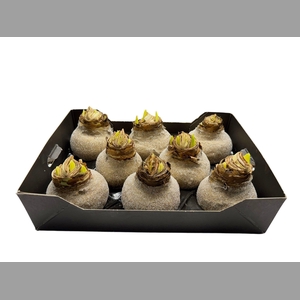 AMARYLLIS WAX GLIT - GOLD