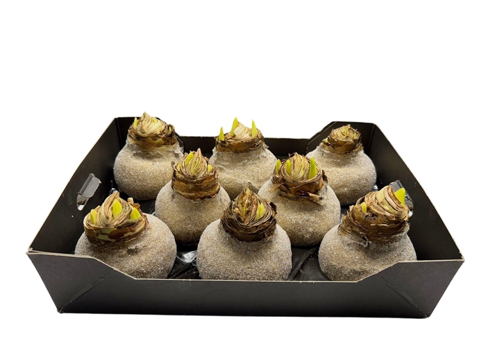 <h4>AMARYLLIS WAX GLIT - GOLD</h4>