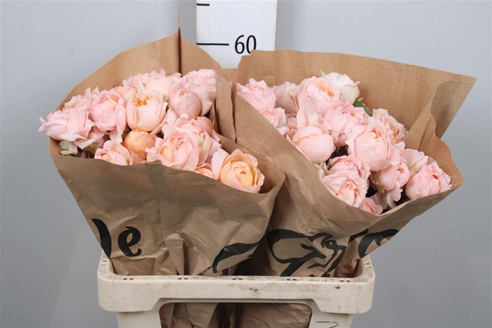 <h4>R Tr Julietta Honey</h4>