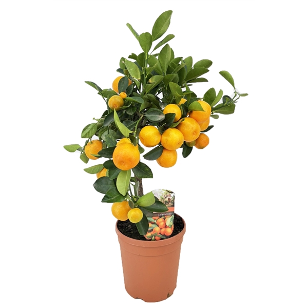 <h4>Citrus calamondin</h4>