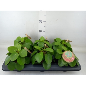 Pilea peperomioides