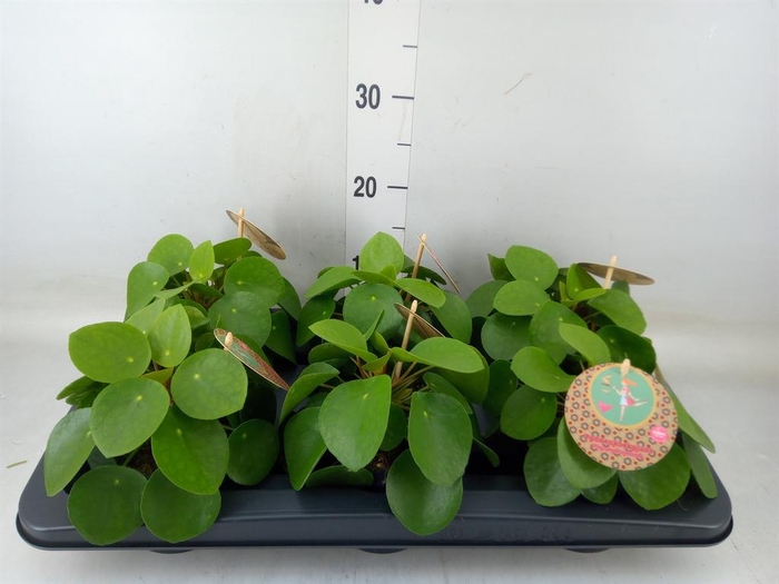 <h4>Pilea peperomioides</h4>
