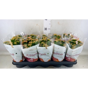 Kalanchoe blos. 'RosDon Nando'