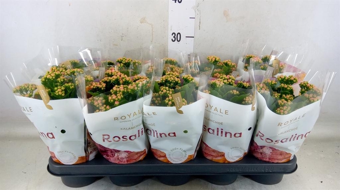 <h4>Kalanchoe blos. 'RosDon Nando'</h4>