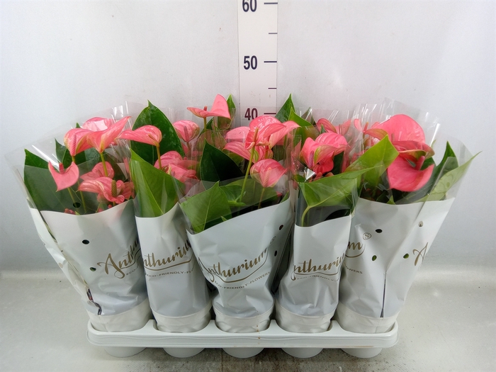 <h4>Anthurium andr. 'Pink Champion'</h4>