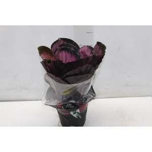 CALATHEA ROSEA PICTA CRIMSON P12