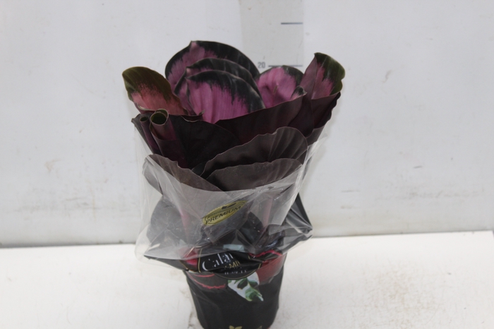 <h4>CALATHEA ROSEA PICTA CRIMSON P12</h4>