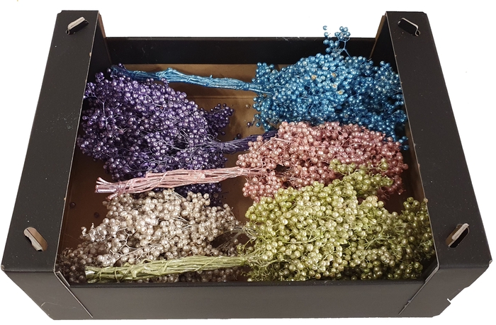 Pepperberries per bunch in poly Mixed colours