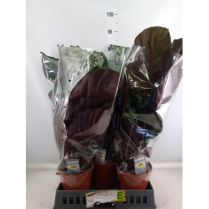 Calathea   ...