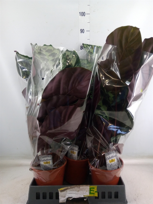 <h4>Calathea   ...</h4>