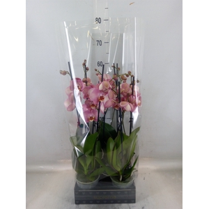 Phalaenopsis   ...