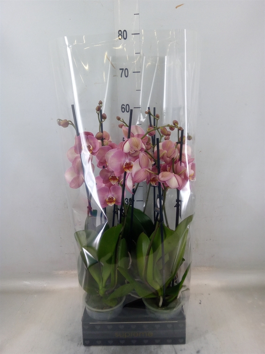 <h4>Phalaenopsis   ...</h4>