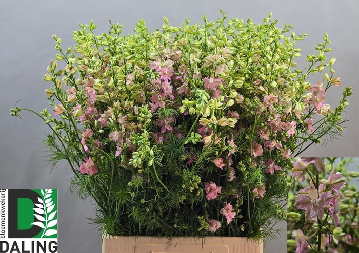 <h4>CONS RE Q LIGHT PINK</h4>