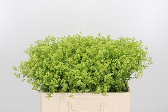 <h4>Alchimella Robusta</h4>