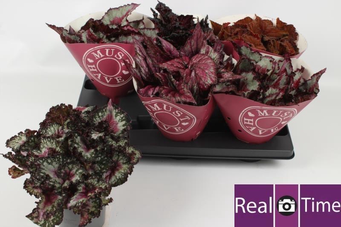 <h4>BEG BEL GEM</h4>