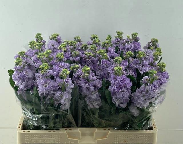 <h4>MATTH IRON MARINE</h4>