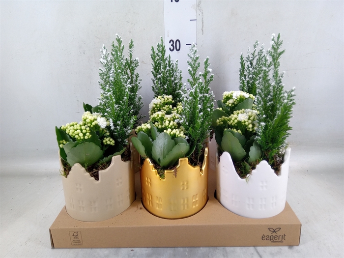 <h4>Arr.    Planten  L%</h4>