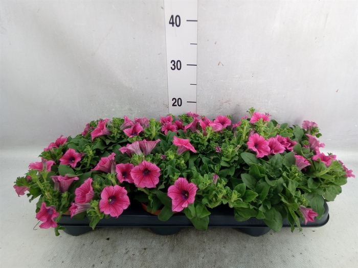 <h4>Petunia  'Surfinia Hot Pink'</h4>