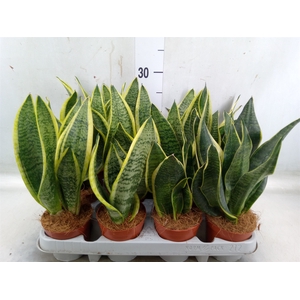 Sansevieria trifa. 'Futura Superba'