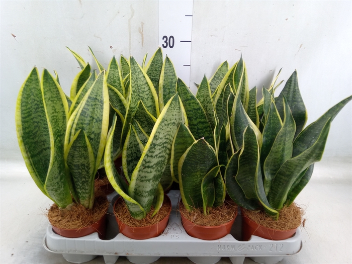 <h4>Sansevieria trifa. 'Futura Superba'</h4>