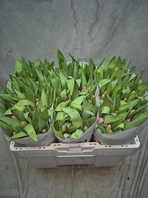 <h4>TU EN JUMBO PINK</h4>