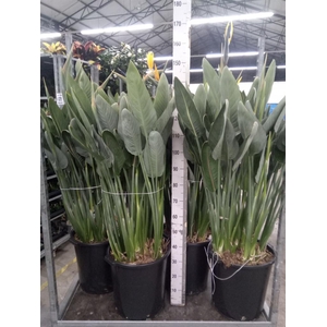 Strelitzia reg.
