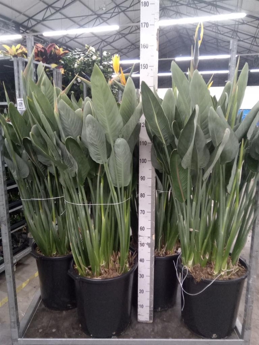 <h4>Strelitzia reg.</h4>