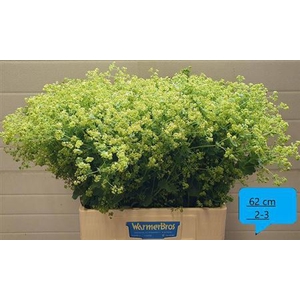 Alchem M Robustica
