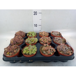 Lithops sp.