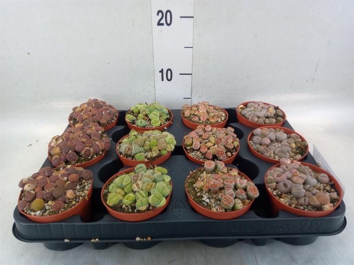 <h4>Lithops sp.</h4>