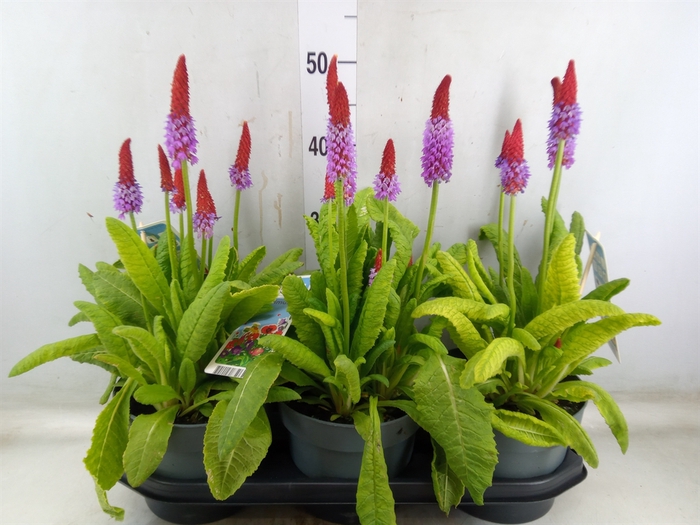 <h4>Primula vialii</h4>