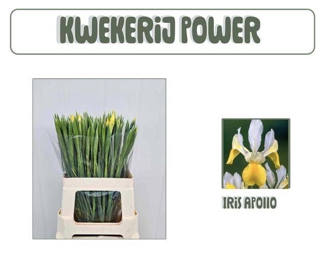<h4>IRIS APOLLO</h4>