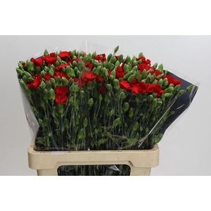 Dianthus Sp Symply Love