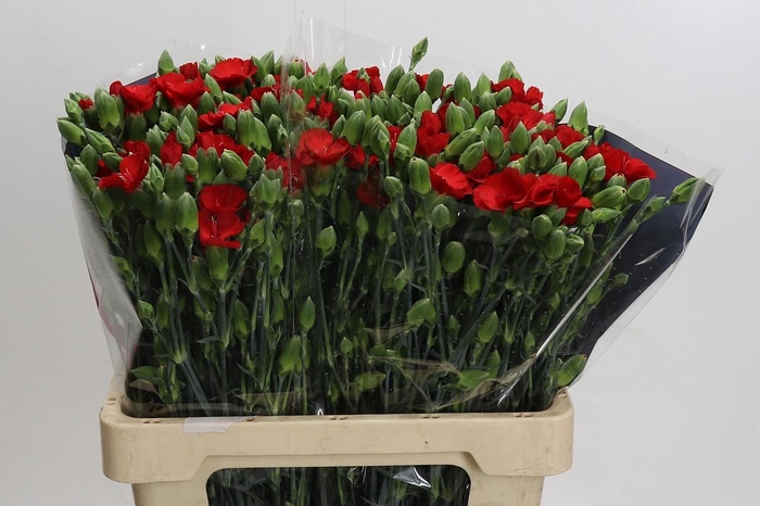 Dianthus Sp Symply Love