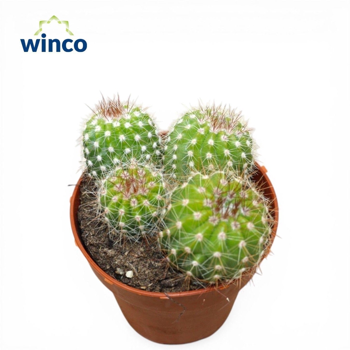 <h4>Notocactus Ottonsis Group</h4>