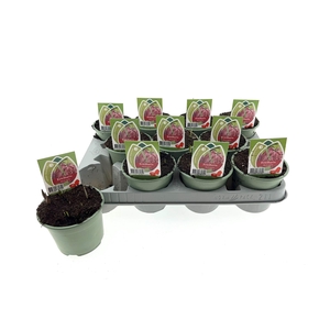 Fritillaria meleagris