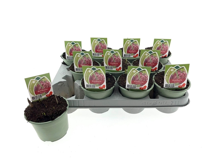 <h4>Fritillaria meleagris</h4>