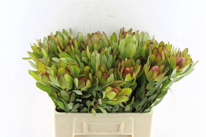 <h4>LEUCAD SAF GOLDSTRIK</h4>