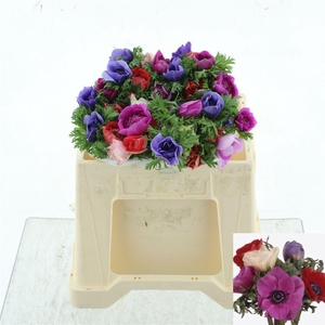 ANEM CO FULLSTAR GEM