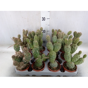 Tephrocactus articulatus