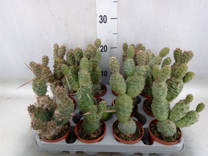 <h4>Tephrocactus articulatus</h4>