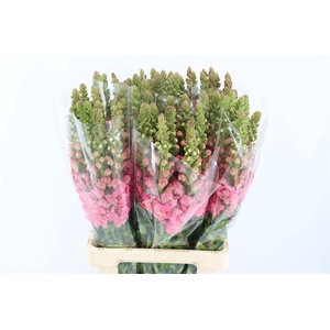 Antir Overig Hot Pink