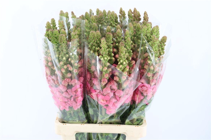 <h4>Antir Overig Hot Pink</h4>