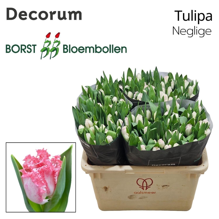 <h4>TU FR NEGLIGE</h4>