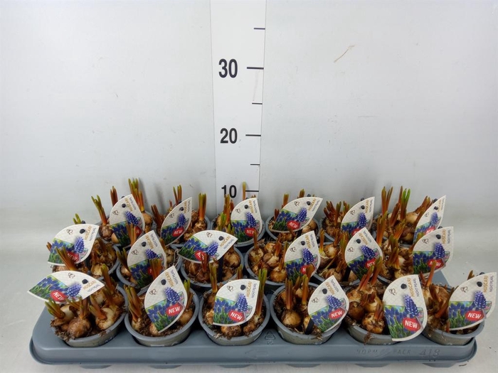 <h4>Muscari   ...</h4>