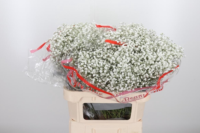 <h4>Gyps Pa Xlence</h4>