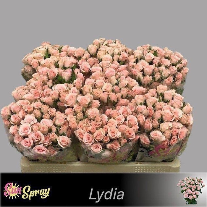 <h4>Rosa spray lydia</h4>