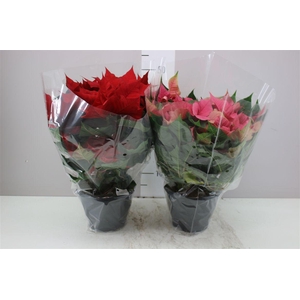 Euphorbia P Bush 10-12 Mixtrolley