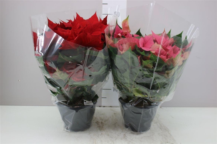 <h4>Euphorbia P Bush 10-12 Mixtrolley</h4>