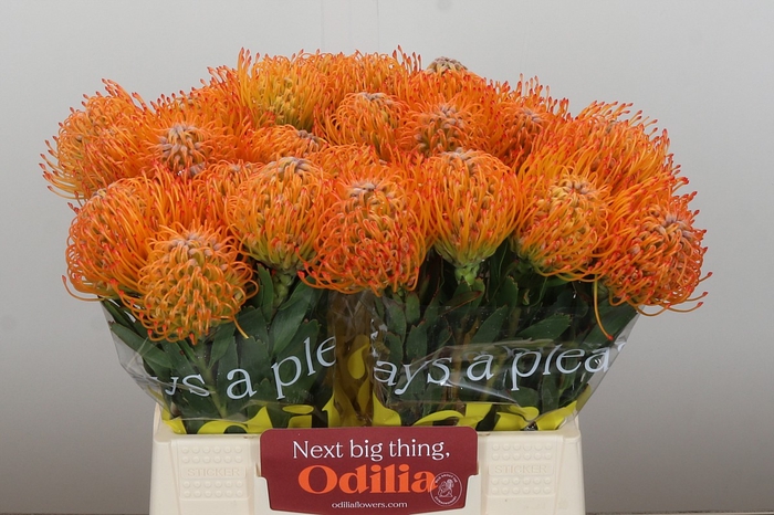 <h4>Nutans Ayoba Sun</h4>